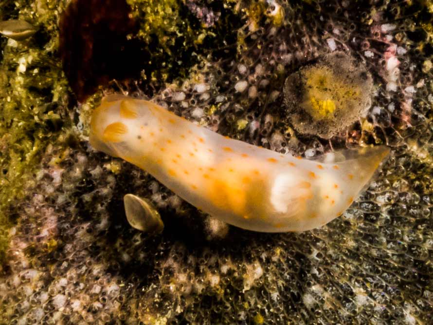Gymnodoris sp. 57